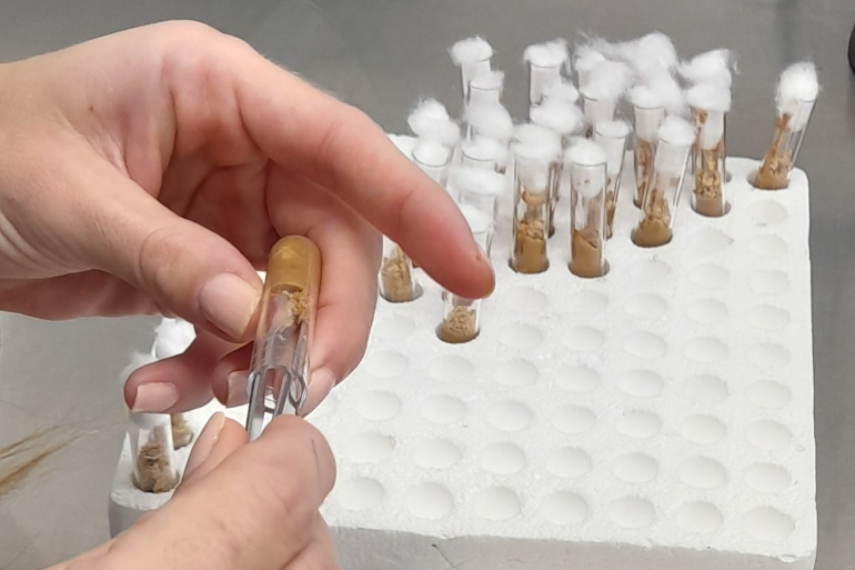 Une solution contre le carpocapse