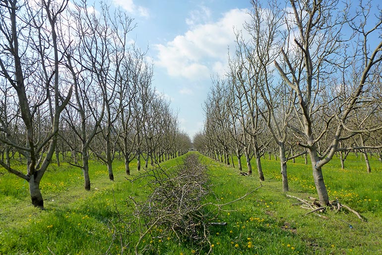 La taille du noyer