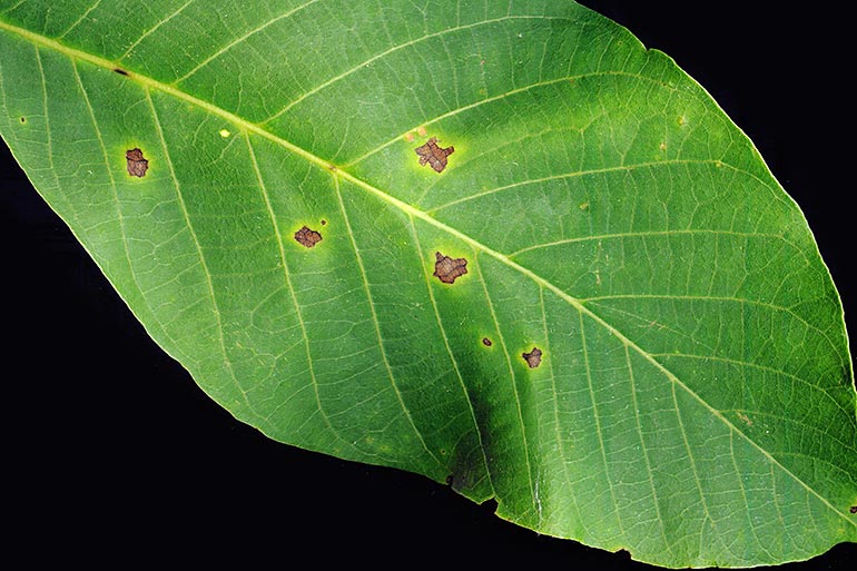 Anthracnose