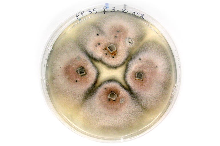 Colletotrichum
