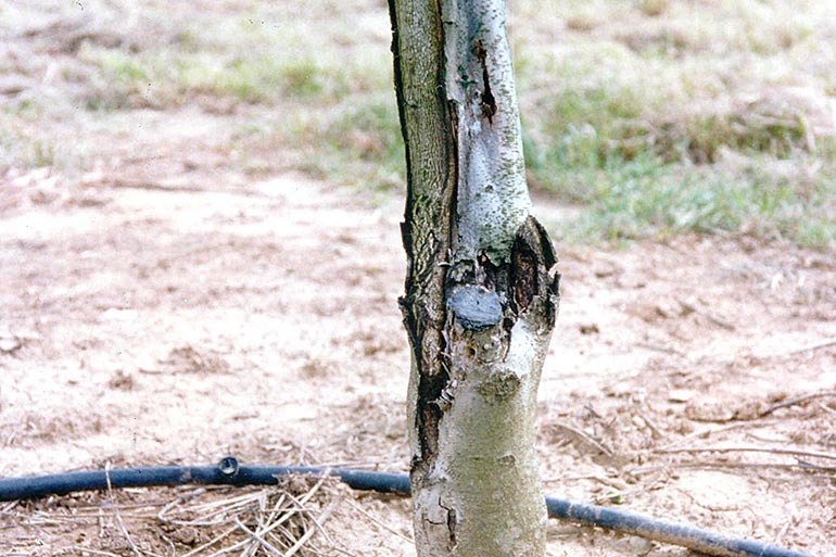 Chancre Vertical Suintant