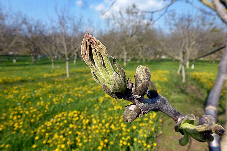 Variétés de noyers
