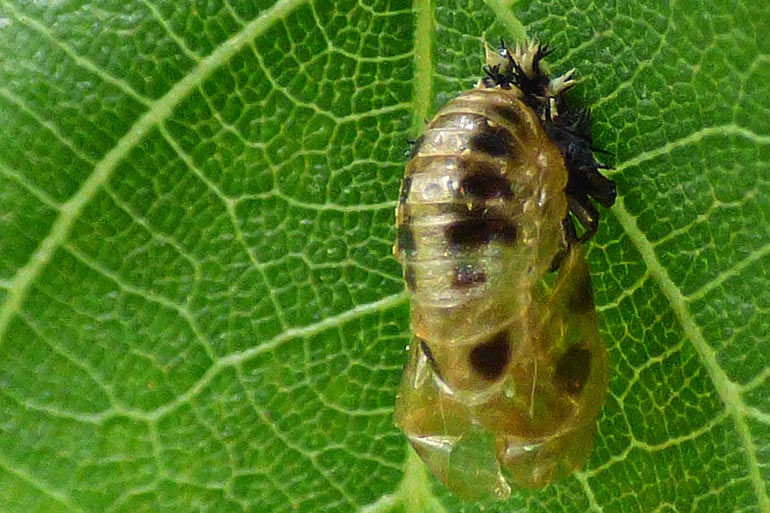 Biodiversité