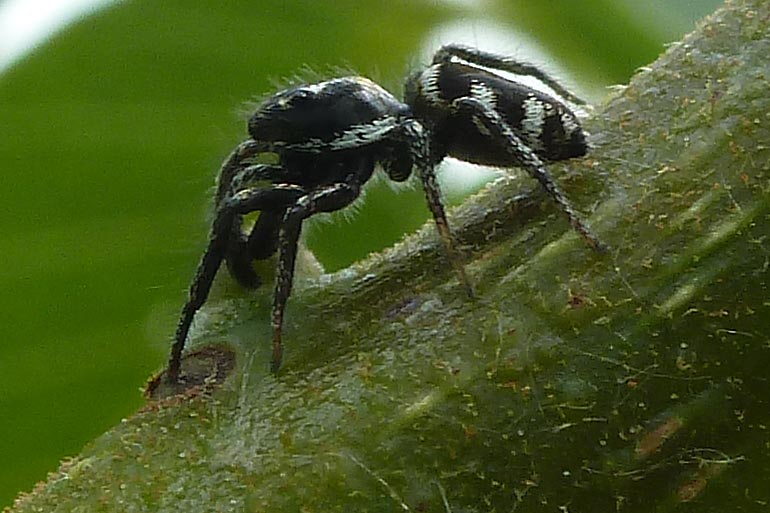 Biodiversité