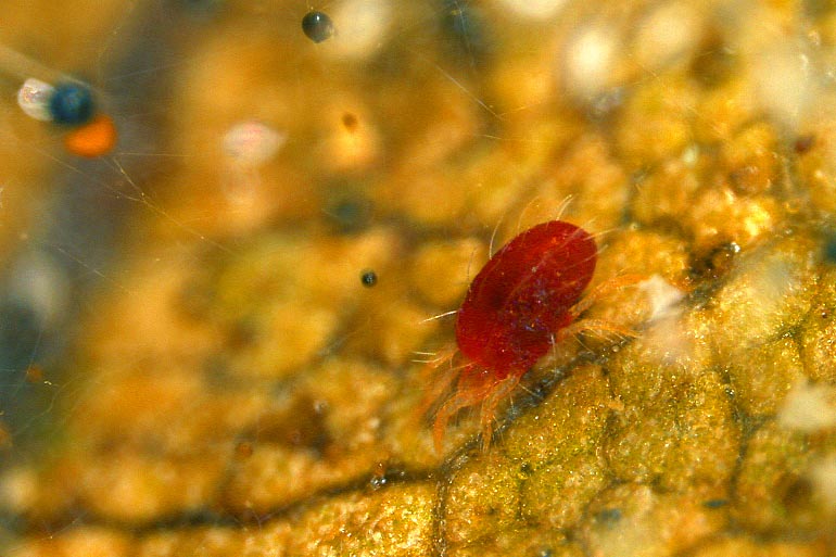 Biodiversité
