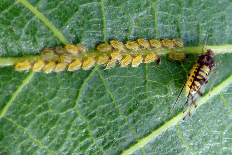 Biodiversité