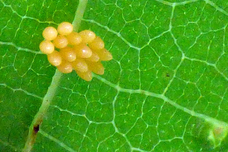 Biodiversité