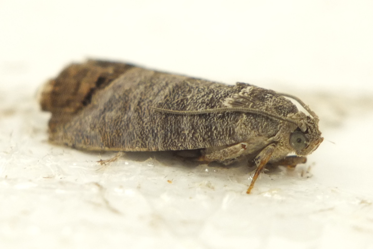 Carpocapse