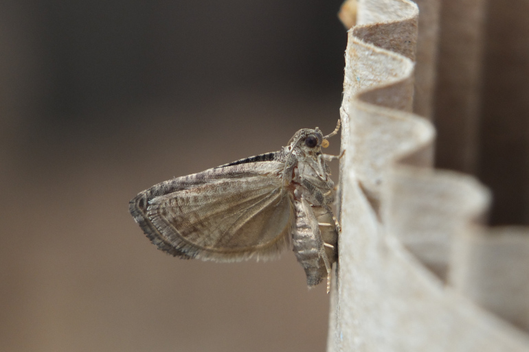 Carpocapse 