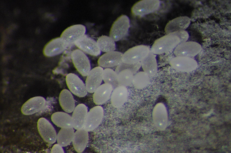 Cochenille