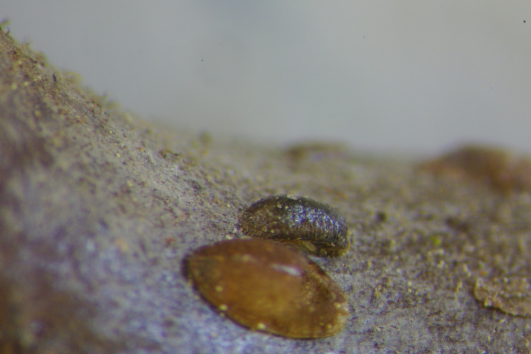 Cochenille