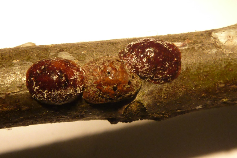 Cochenille