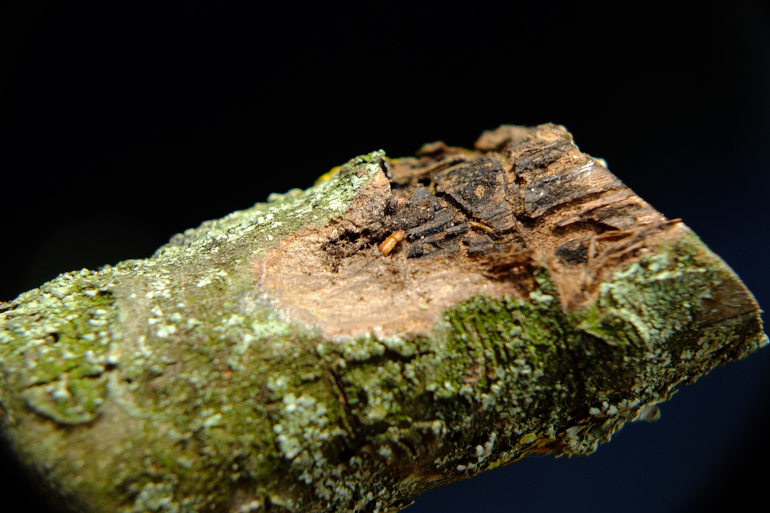 Pityophthorus