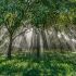 Irrigation