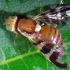 Mouche du brou
