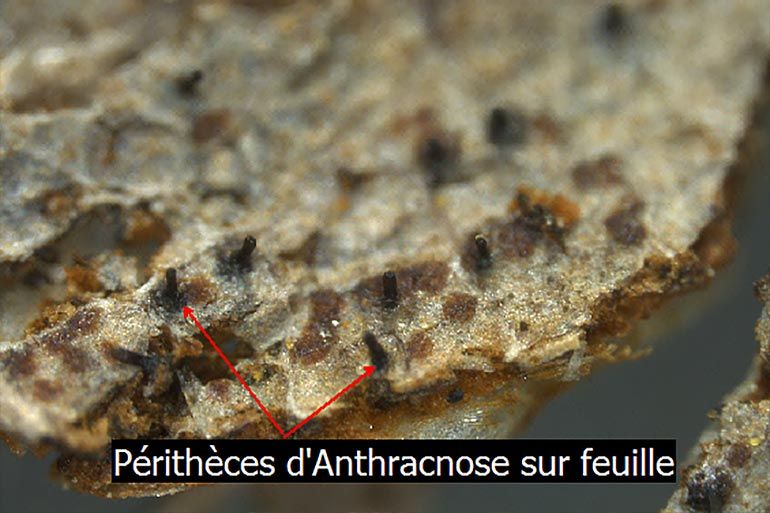 Anthracnose
