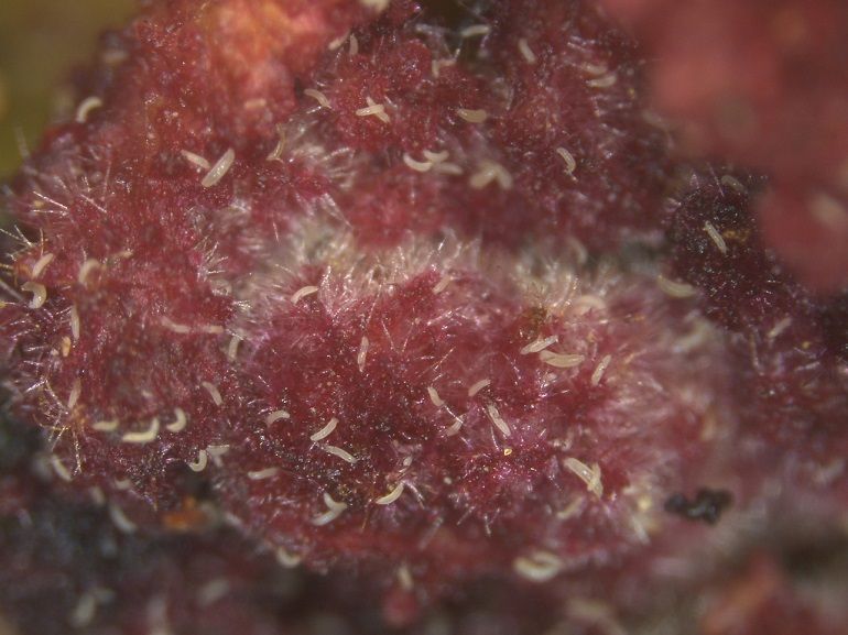 Phytopte dans bourgeon