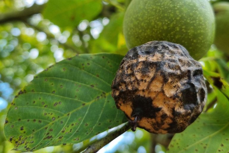 Champignons pathogènes