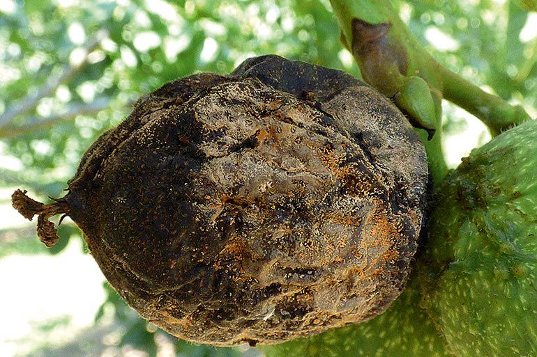 Colletotrichum sur noix