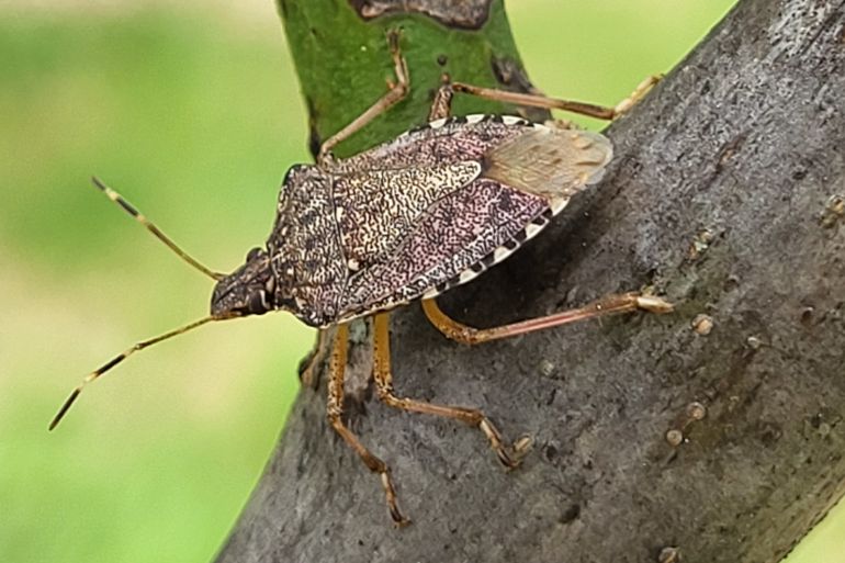 Quel impact pour les noyers
