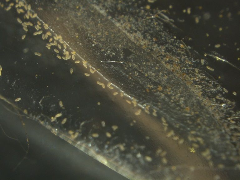 Phytopte sur piège adhésif