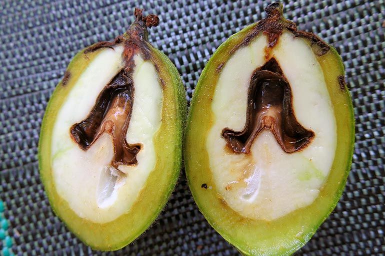 Bactériose sur noix