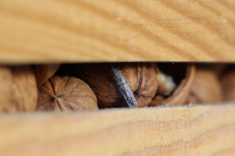 Pyrale deu caroubier