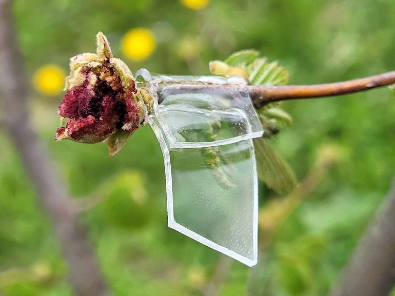 Connaitre la sensibilité variétale