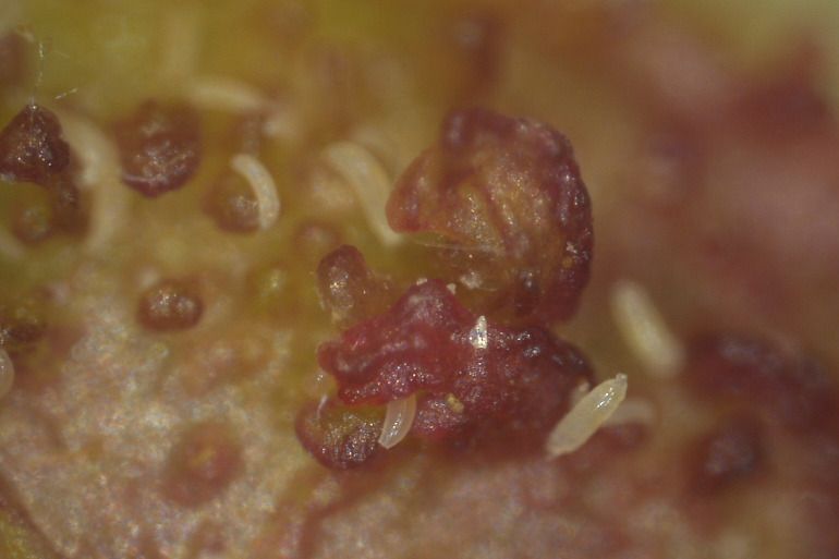 Phytopte du noisetier