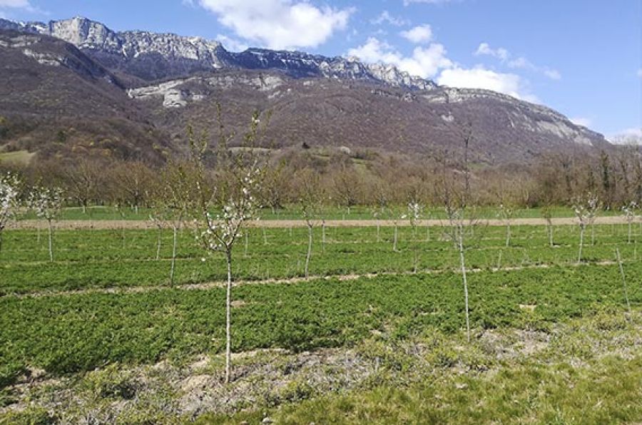 Autres fruits à coque