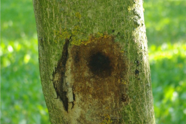 Chancre Vertical Suintant