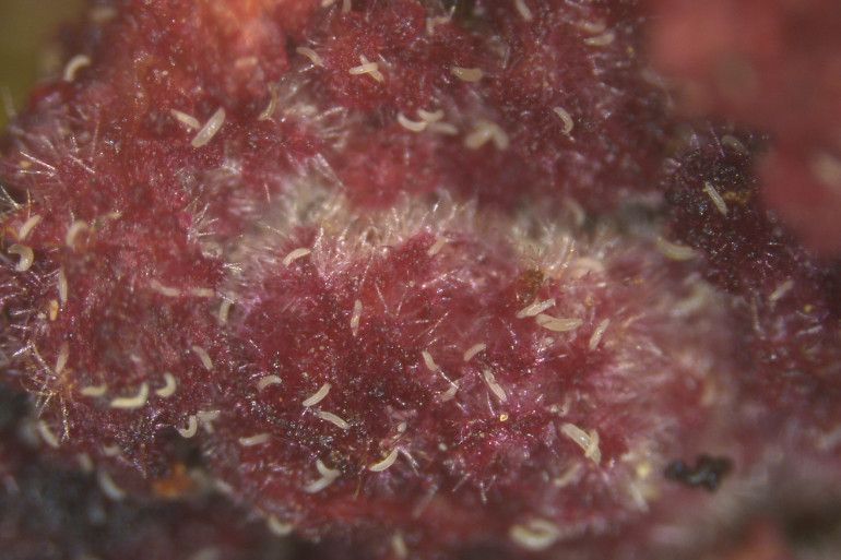 Phytopte du noisetier