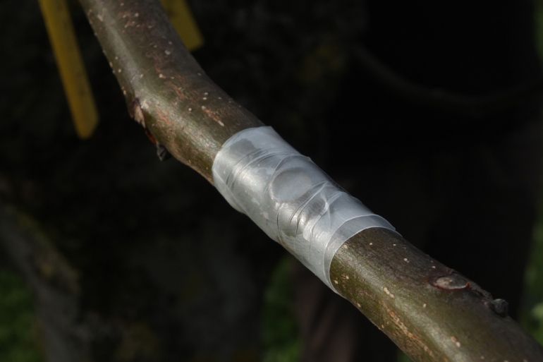 Champignons pathogènes