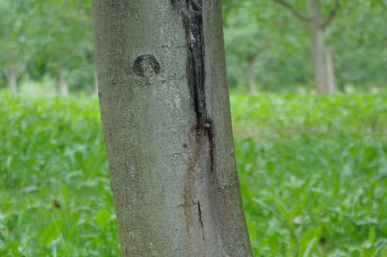 Chancre Vertical Suintant