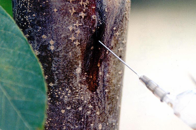 Chancre Vertical Suintant