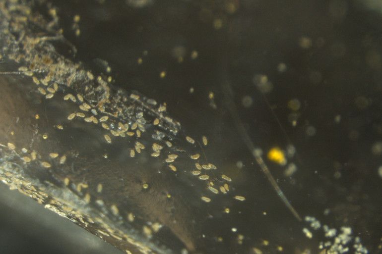 Phytopte du noisetier