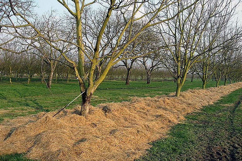 Gestion des intrants