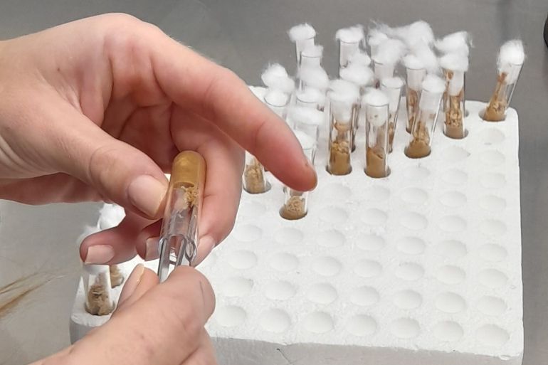 Une solution contre le carpocapse